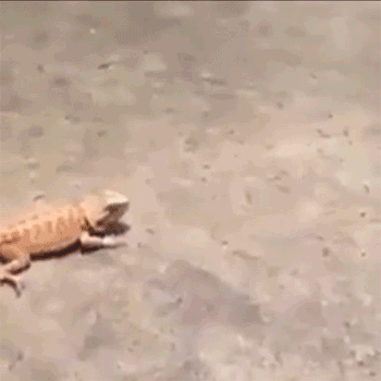 Hell Nope, Not in a Million Years!
