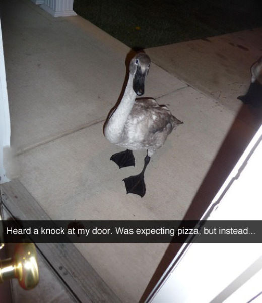 page,10,top 450 funny pics of the year 2015.html - 1 HD Photos | Premium Gallery 2015