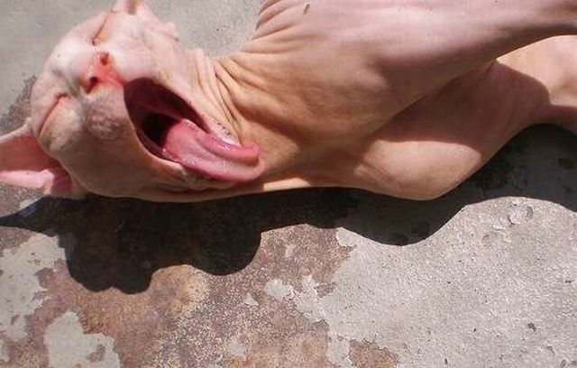 daily picdump 106 pics 12.html - 106 HD Photos | Premium Gallery 2015