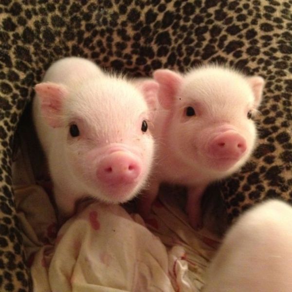 Morning Picdump