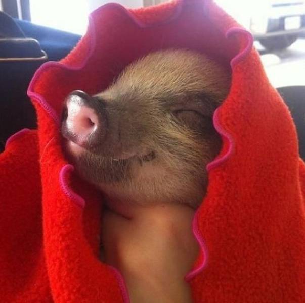 Morning Picdump