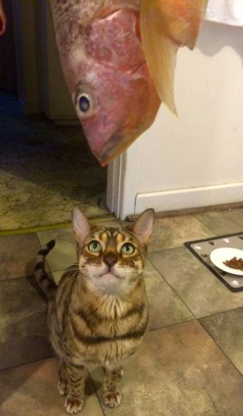 daily picdump 100 pics 42.html - 100 HD Photos | Premium Gallery 2015