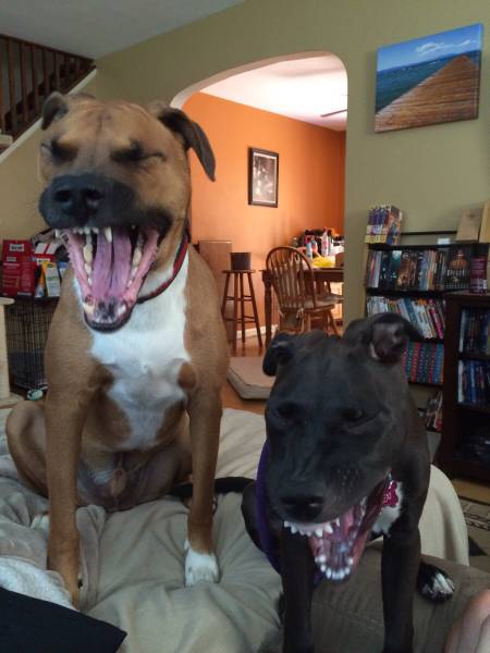 Morning Picdump