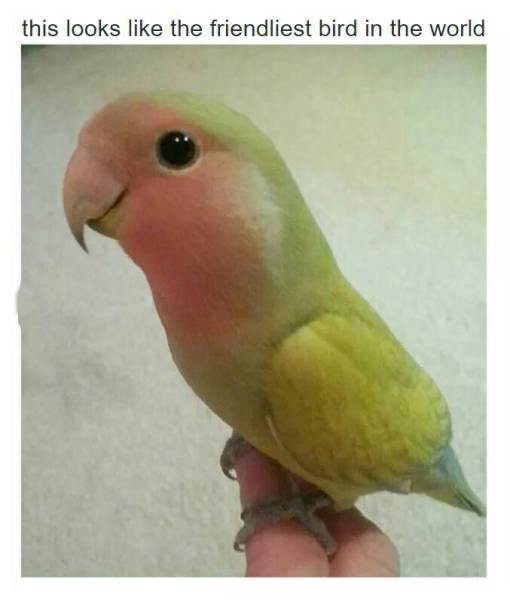 page,13,top 450 funny pics of the year 2015.html - 1 HD Photos | Premium Gallery 2015