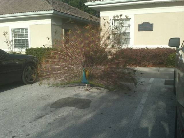 morning picdump 52 pics 6.html - 52 HD Photos | Premium Gallery 2015