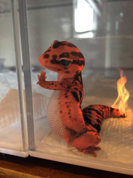 Morning Picdump