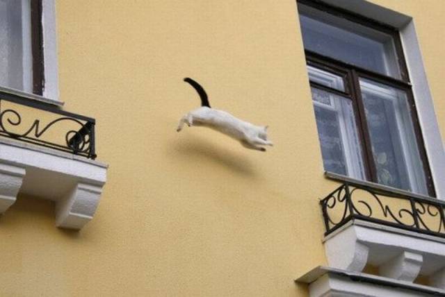 Daily Picdump