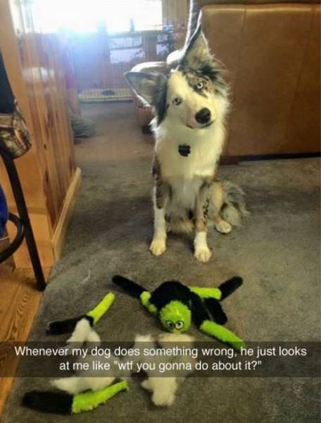Daily Picdump