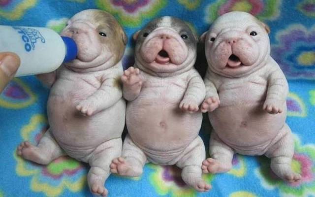 Daily Picdump