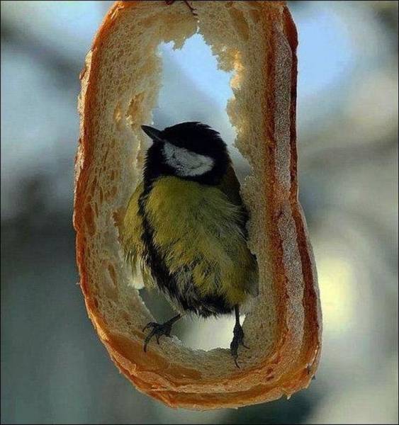 daily picdump 96 pics 36.html - 96 HD Photos | Premium Gallery 2015