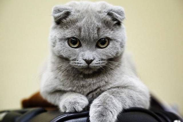 daily picdump 101 pics 6.html - 101 HD Photos | Premium Gallery 2015