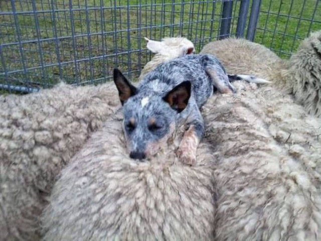 Dogs Can Sleep Anywhere and Everywhere