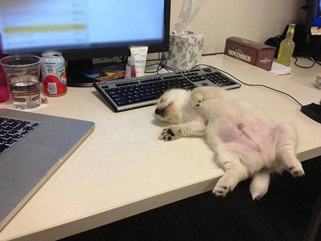 Dogs Can Sleep Anywhere and Everywhere