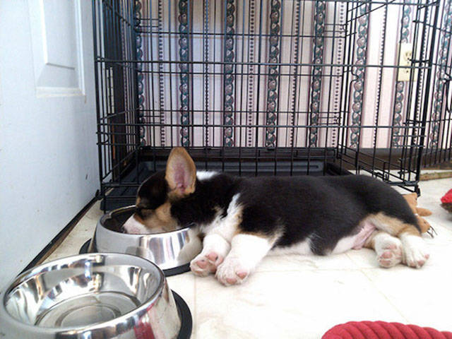 Dogs Can Sleep Anywhere and Everywhere