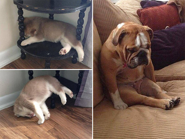 Dogs Can Sleep Anywhere and Everywhere