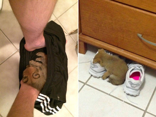 Dogs Can Sleep Anywhere and Everywhere