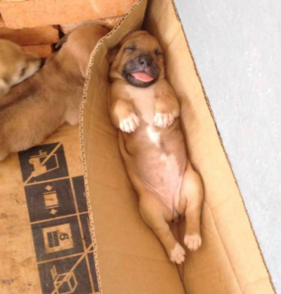 Dogs Can Sleep Anywhere and Everywhere