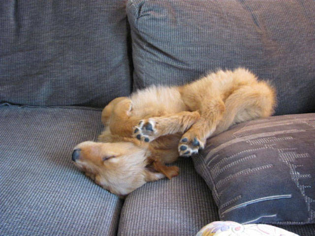 Dogs Can Sleep Anywhere and Everywhere