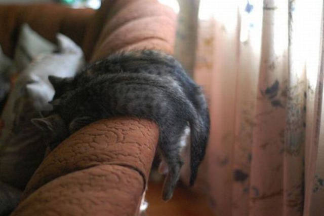 Morning Picdump