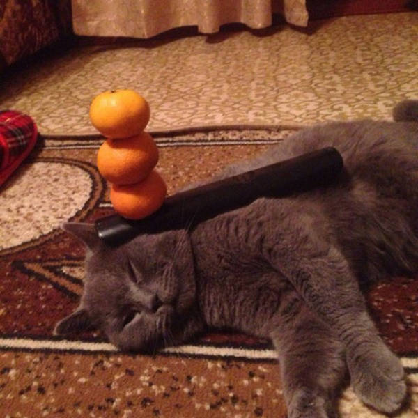 Funny Picdump