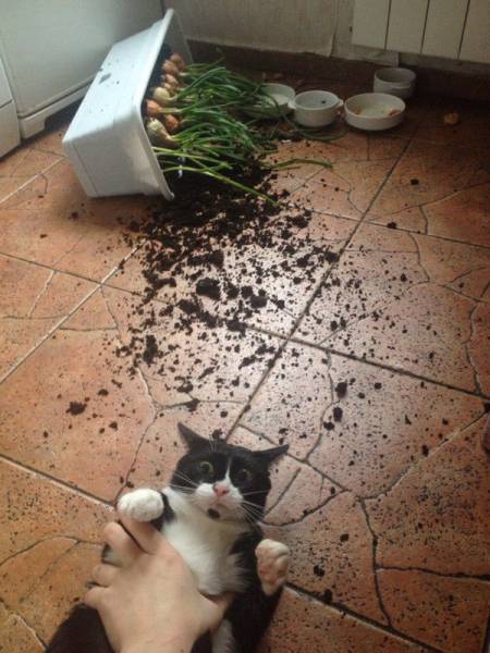 Morning Picdump
