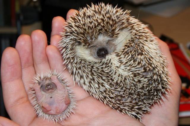 morning picdump 52 pics 12.html - 52 HD Photos | Premium Gallery 2016