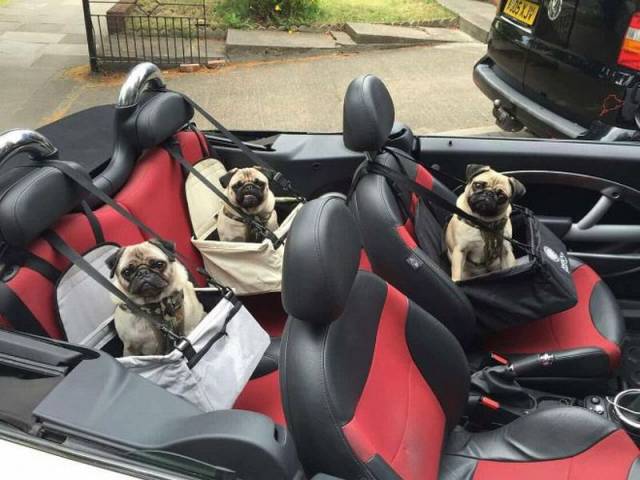 daily picdump 101 pics 9.html - 101 HD Photos | Premium Gallery 2016
