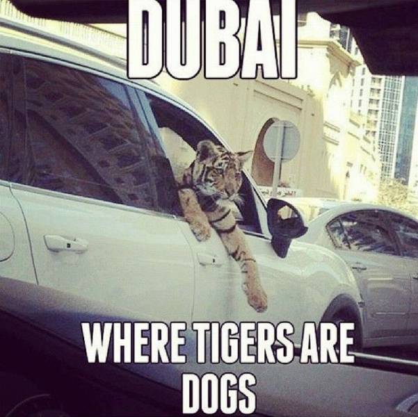 Daily Picdump