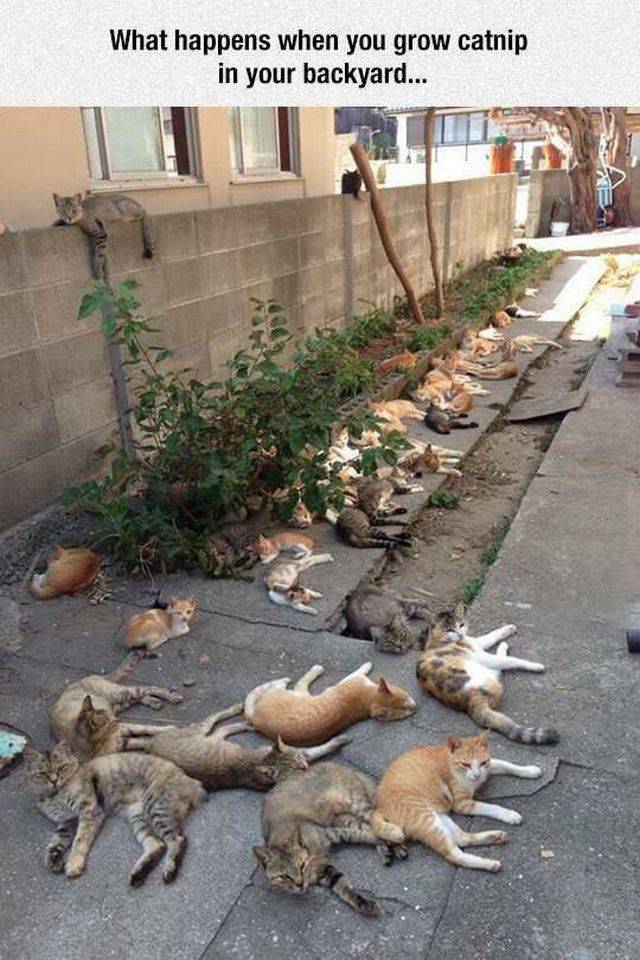 Daily Picdump
