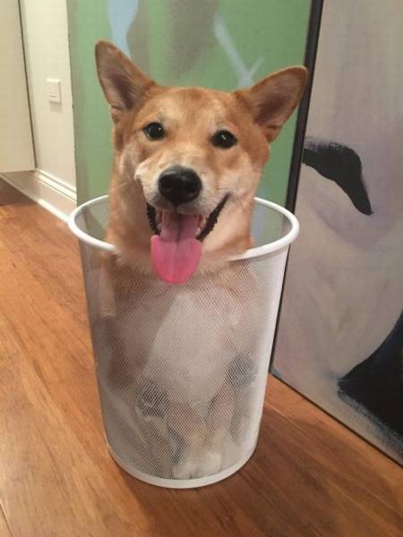 Daily Picdump