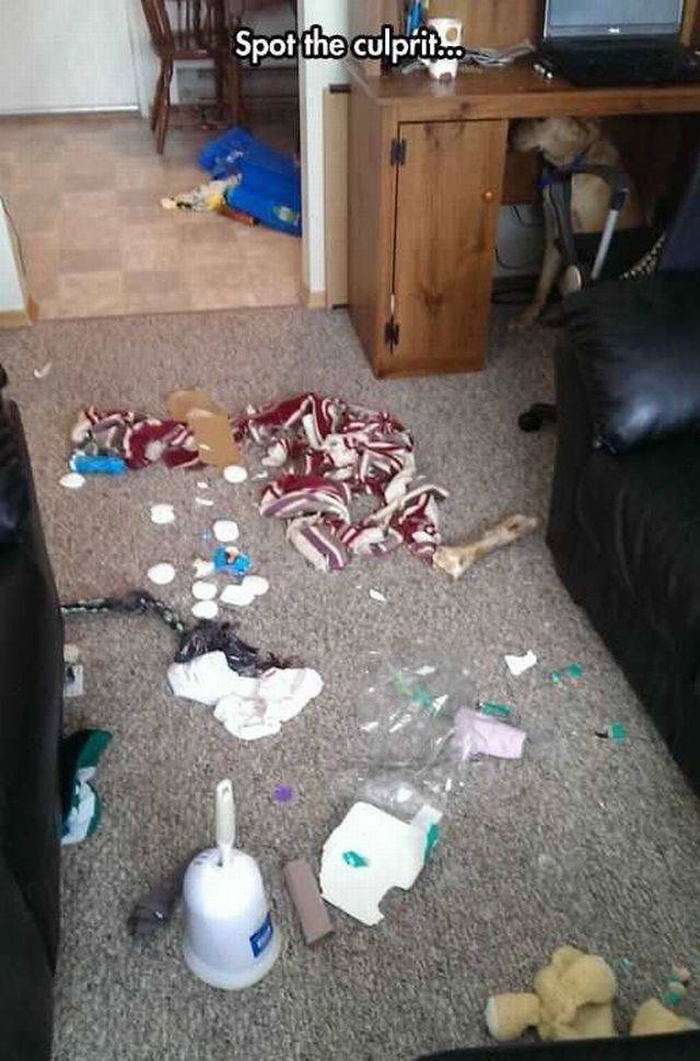 Daily Picdump