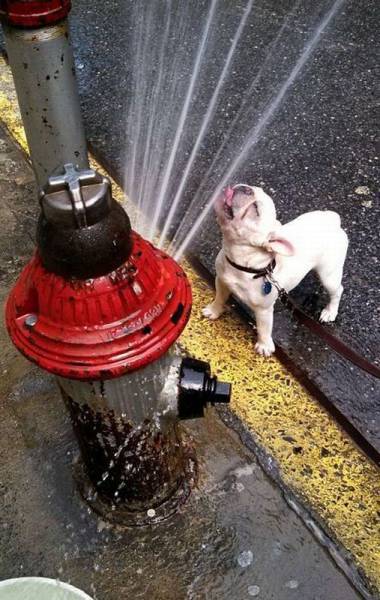 Daily Picdump