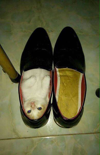 daily picdump 96 pics 35.html - 96 HD Photos | Premium Gallery 2016