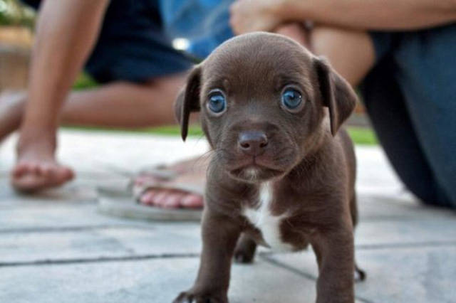 Beware Of Dogs On Guard Duty