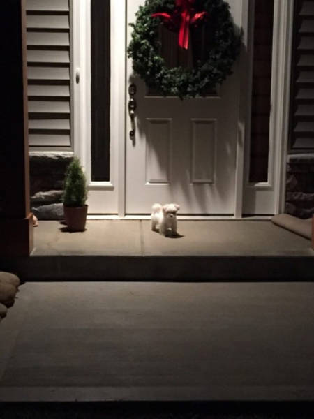 Beware Of Dogs On Guard Duty