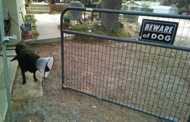 Beware Of Dogs On Guard Duty
