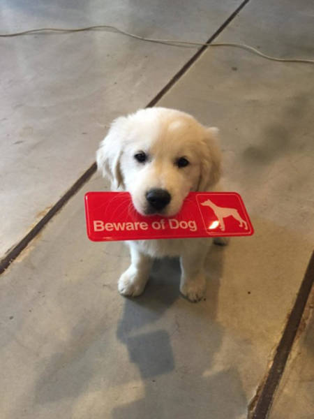 Beware Of Dogs On Guard Duty