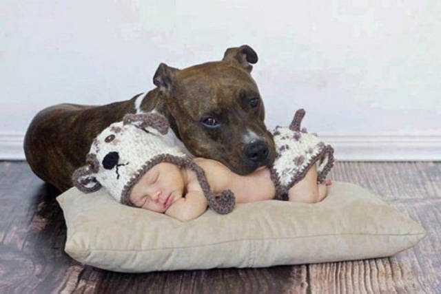 Beware Of Dogs On Guard Duty