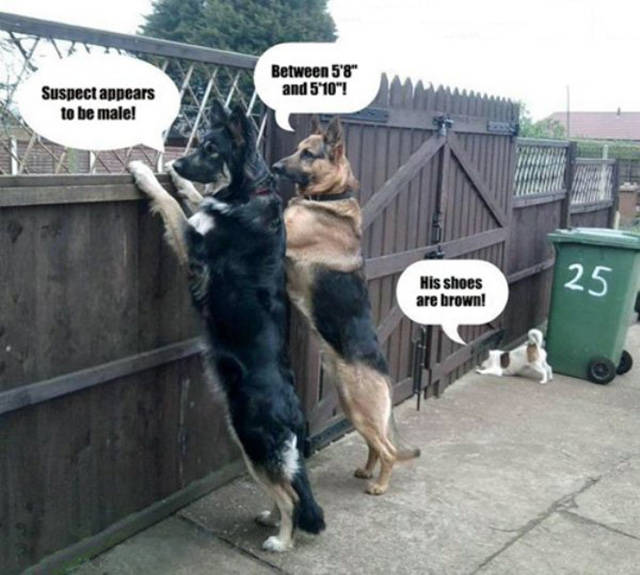 Beware Of Dogs On Guard Duty