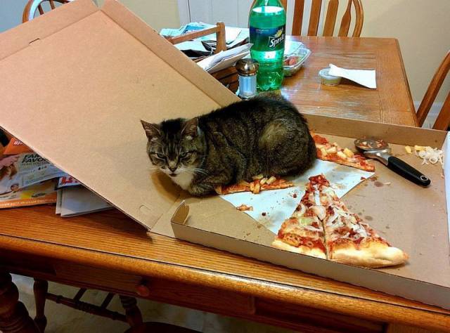Daily Picdump