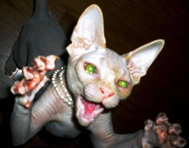 daily picdump 93 pics 40.html - 93 HD Photos | Premium Gallery 2016