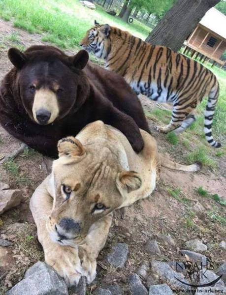 daily picdump 93 pics 16.html - 93 HD Photos | Premium Gallery 2016