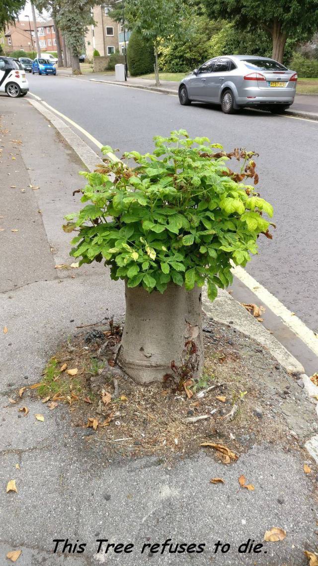 Daily Picdump