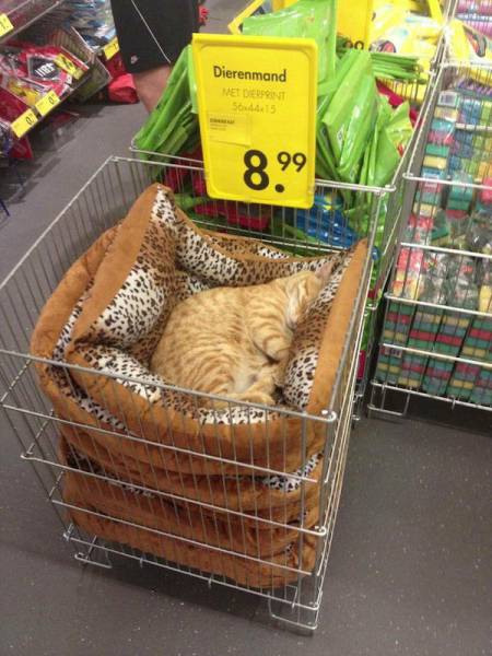 Daily Picdump