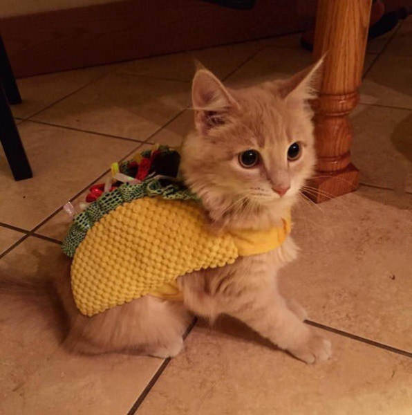 funny picdump 53 pics 13.html - 53 HD Photos | Premium Gallery 2016