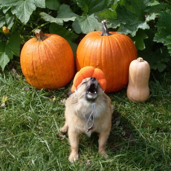 Daily Picdump