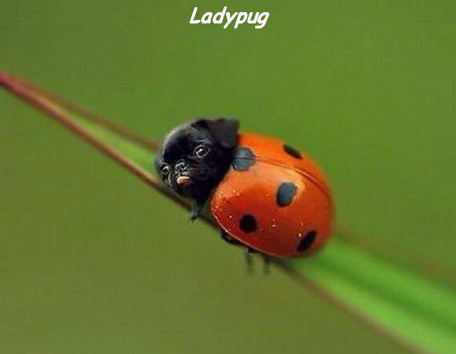 funny picdump 52 pics 25.html - 52 HD Photos | Premium Gallery 2016