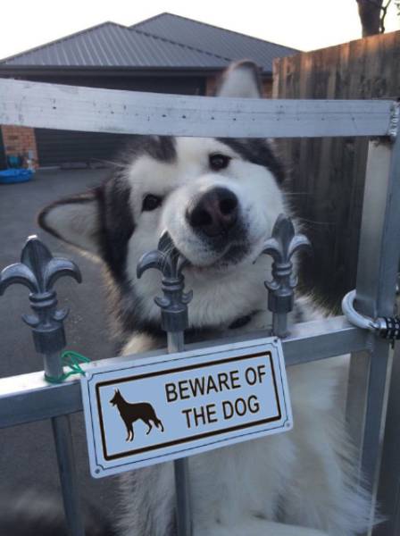Daily Picdump