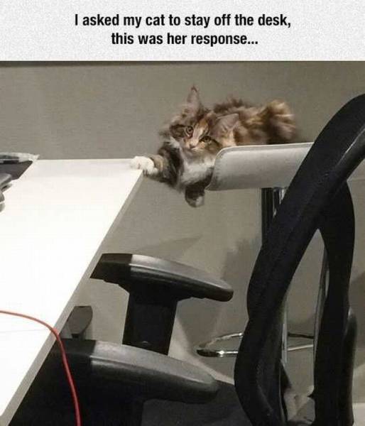 funny picdump 55 pics 18.html - 55 HD Photos | Premium Gallery 2016
