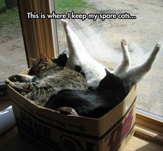 funny picdump 55 pics 18.html - 55 HD Photos | Premium Gallery 2016